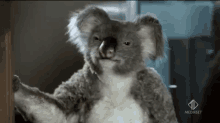 Koala Chewing GIF - Koala Chewing GIFs