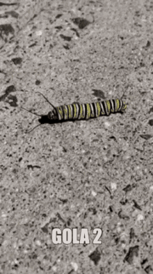 Gola Caterpillar GIF - Gola Caterpillar Bug GIFs