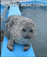 a seal is sitting on a blue ledge in the water with the words honest reaction .