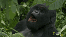 Yawn A Hard Life For A Gorilla GIF - Yawn A Hard Life For A Gorilla Sleepy GIFs