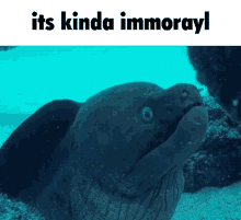 Immorayl Immoral GIF - Immorayl Immoral Shrimple GIFs