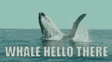Lol Whale GIF - Lol Whale Hello There GIFs