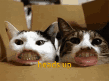Funny Animals Heads Up GIF - Funny Animals Heads Up Cat GIFs