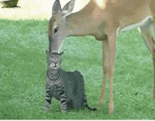 Cat Deer GIF - Cat Deer GIFs