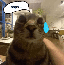 Oopsie Cat GIF