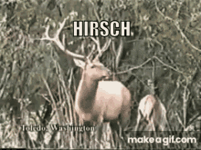 Hirsch GIF - Hirsch GIFs