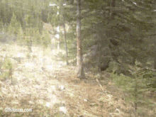 And Then There Were Bears Bear GIF - And Then There Were Bears Bear Itch GIFs