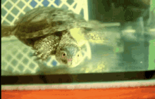 Turtle Swimming GIF