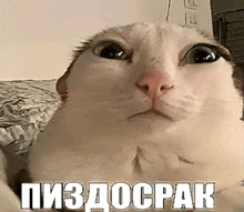 a close up of a cat 's face with a foreign language caption