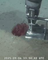 a picture of a sea anemone taken on september 6th 2025