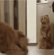 Cat Play Time GIF - Cat Play Time Dog GIFs