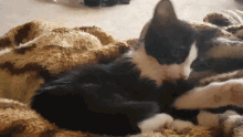Cleaning Cat GIF - Cleaning Cat Lick GIFs
