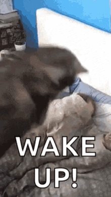 wake up dog doggy hooman get up
