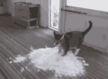 GIF
