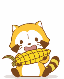 raccoon corn