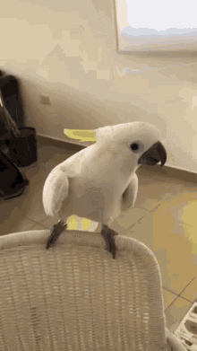 cockatoo dancing cockatoo bird cute spin