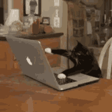Cats Cat GIF - Cats Cat Computer GIFs