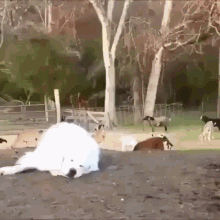 dog goats bouncing jumping patience