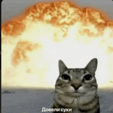 a cat is sitting in front of a large explosion with the words doveli cuki written below it