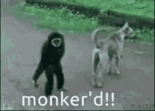 Monkeys Funny GIF - Monkeys Funny Animals - Discover & Share GIFs