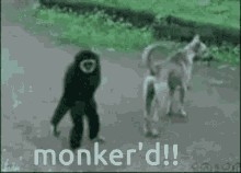 Monkeys Funny GIF