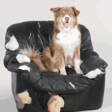 Dog Medpets GIF - Dog Medpets Chair GIFs