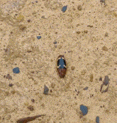 an ant is crawling on a rocky surface with a small bug on the ground