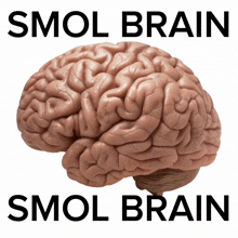 Smol Brain GIF