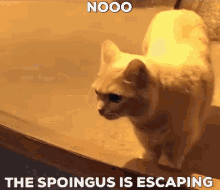 Bingus Cult Spoingus GIF - Bingus Cult Spoingus Nooo The Spoingus Is Escaping GIFs