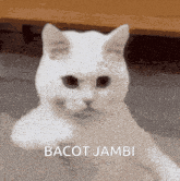 a white cat with the words bacot jambi on the bottom right