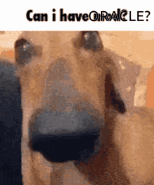 Oracledog Can I Have Oracle GIF - Oracledog Can I Have Oracle Give Me Oracle GIFs