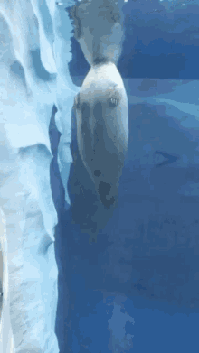 Lazy Seal GIF - Lazy Seal Water GIFs