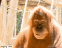 Smile Monkey GIF - Smile Monkey Orangutan GIFs