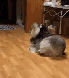 Cute Dogs GIF - Cute Dogs Funny GIFs