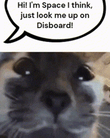Space I Think This Cat GIF - Space I Think This Cat This Cat Name Is GIFs