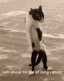 Lung Funny Cat GIF - Lung Funny Cat GIFs
