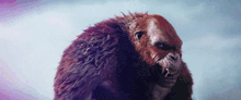a close up of a gorilla with a purple sky in the background