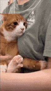 Cat Hug GIF - Cat Hug Kitty GIFs