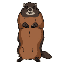 woodchuck groundhog