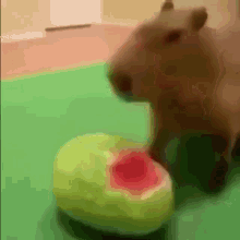 Capymelon Watermelon GIF - Capymelon Melon Watermelon GIFs