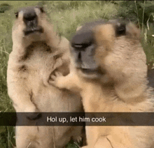 two squirrels are standing next to each other with the caption hol up let him cook