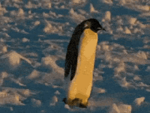 fall penguin ice