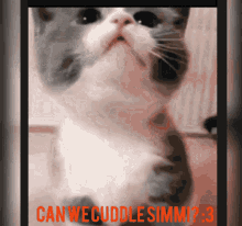 Cat Cuddle Scar GIF - Cat Cuddle Scar GIFs