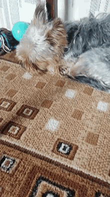 two small dogs are laying on a rug with the letter r on it