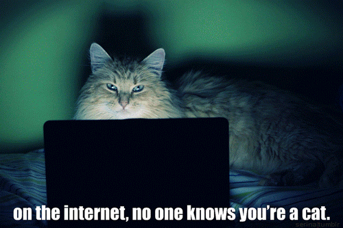 welcome to the internet cat