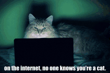 On The Internet, No One Knows.... GIF - Cats Internet No Ones Know Your A Cat GIFs