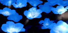 a bunch of blue flowers that are lit up in the dark