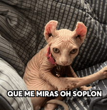 a hairless cat is sitting on a couch with the caption que me miras oh soplon
