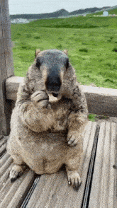 Marmot Funny GIF