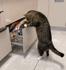 a cat is reaching into a drawer full of food including a bag of knuckle